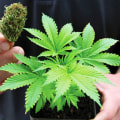 The Ins and Outs of Obtaining a License to Grow Cannabis in Southwest Washington