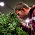 The Ins and Outs of Obtaining a License to Manufacture Cannabis Products in Southwest Washington