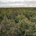 Exploring the World of Cannabis in Southwest Washington