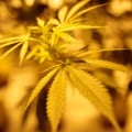 The Evolving Landscape of Cannabis in Southwest Washington