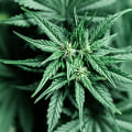 The Consequences of Possessing Cannabis Without a Valid License in Southwest Washington