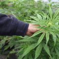 The Impact of Dispensary Restrictions in Southwest Washington