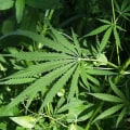 The Benefits of Having a Medical Marijuana Card in Southwest Washington