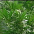 The Ins and Outs of Obtaining a License to Distribute Cannabis Products in Southwest Washington