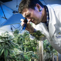 The Growing Impact of Cannabis Businesses in Southwest Washington