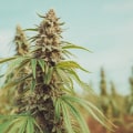 The Changing Landscape of Cannabis in Southwest Washington