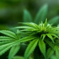 The Ins and Outs of Cannabis Sales Tax in Southwest Washington