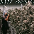 The Growing Potency of Cannabis in Southwest Washington