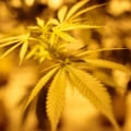 The Ins and Outs of Growing Cannabis in Southwest Washington