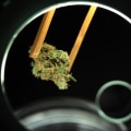The Ultimate Guide to Opening a Dispensary in Southwest Washington