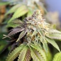 Navigating Cannabis Laws in Southwest Washington: An Expert's Perspective