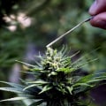 Navigating the Regulations on Cannabis Products in Southwest Washington