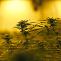 The Booming Job Market in Southwest Washington: The Impact of Cannabis Legalization