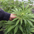 The Evolution of Medical Marijuana in Southwest Washington