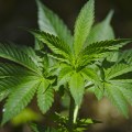 The Impact of Cannabis Legalization on the Real Estate Market in Southwest Washington: An Expert's Perspective