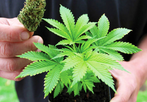 The Ins and Outs of Obtaining a License to Grow Cannabis in Southwest Washington