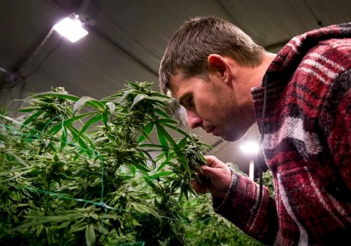 The Ins and Outs of Obtaining a License to Manufacture Cannabis Products in Southwest Washington