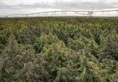 Exploring the World of Cannabis in Southwest Washington