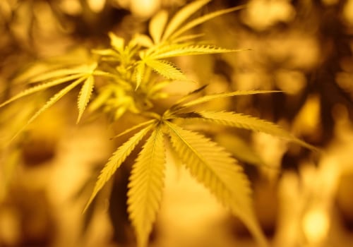 The Evolving Landscape of Cannabis in Southwest Washington