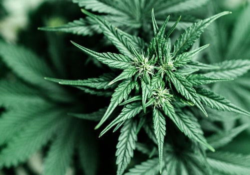 The Consequences of Possessing Cannabis Without a Valid License in Southwest Washington