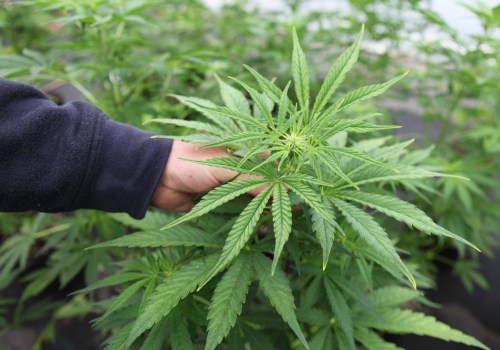 The Impact of Dispensary Restrictions in Southwest Washington