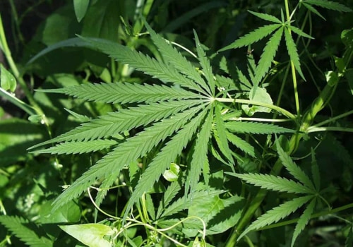 The Benefits of Having a Medical Marijuana Card in Southwest Washington