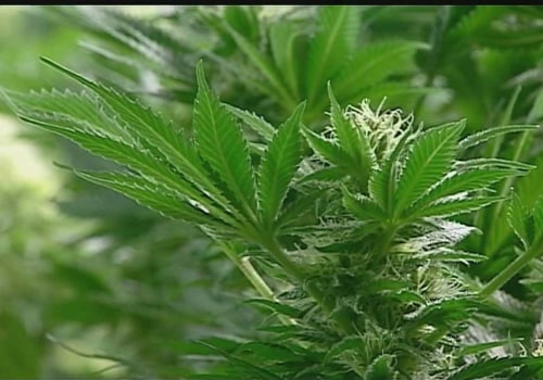 The Ins and Outs of Obtaining a License to Distribute Cannabis Products in Southwest Washington