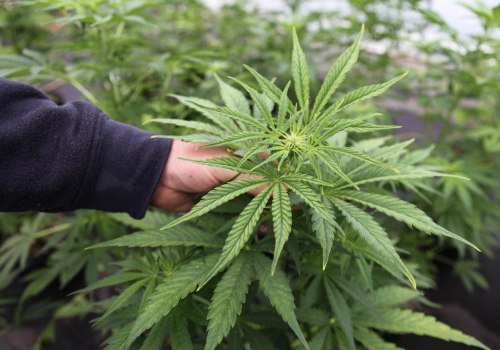 The Cost of Cannabis in Southwest Washington: A Comprehensive Comparison