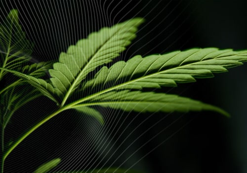 Navigating Advertising Restrictions for Cannabis Businesses in Southwest Washington: An Expert's Perspective
