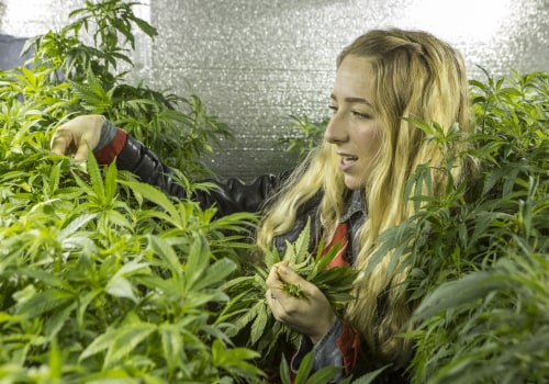 The Evolution of Cannabis in Southwest Washington: An Expert's Perspective