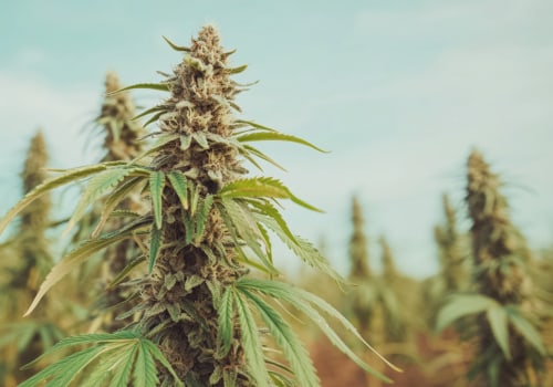The Changing Landscape of Cannabis in Southwest Washington