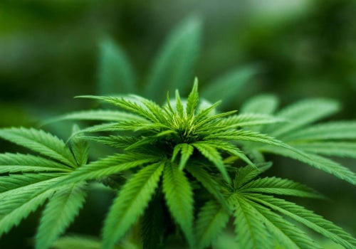 The Ins and Outs of Cannabis Sales Tax in Southwest Washington