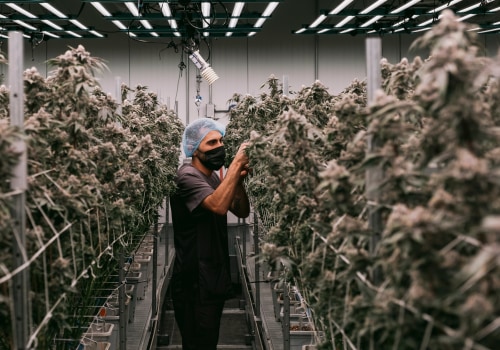The Growing Potency of Cannabis in Southwest Washington