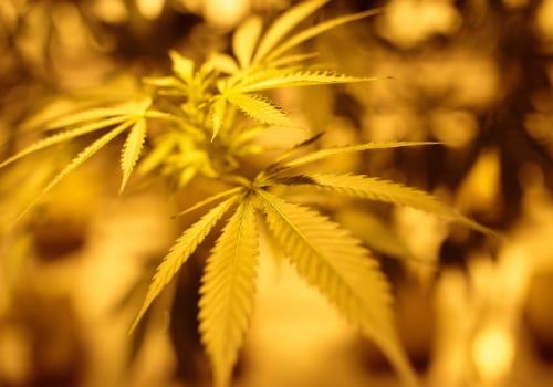 The Ins and Outs of Growing Cannabis in Southwest Washington