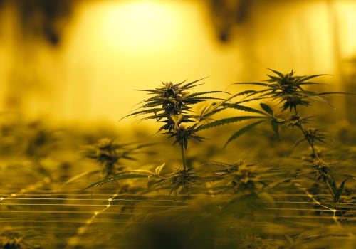 The Economic Impact of Cannabis Legalization in Southwest Washington
