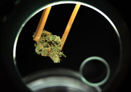 The Ultimate Guide to Opening a Dispensary in Southwest Washington