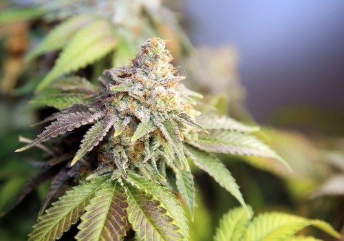 Navigating Cannabis Laws in Southwest Washington: An Expert's Perspective