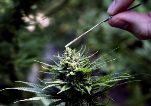 Navigating the Regulations on Cannabis Products in Southwest Washington