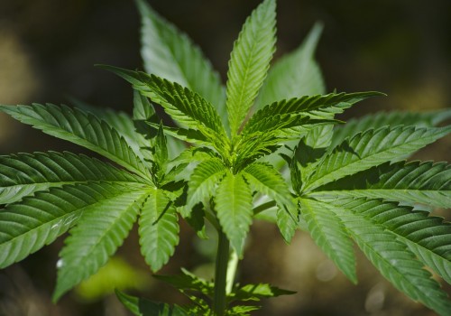The Impact of Cannabis Legalization on the Real Estate Market in Southwest Washington: An Expert's Perspective